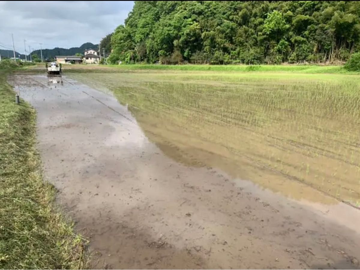 コウノトリ育むお米　精米10キロ　但馬産100% 減農薬　無農薬　