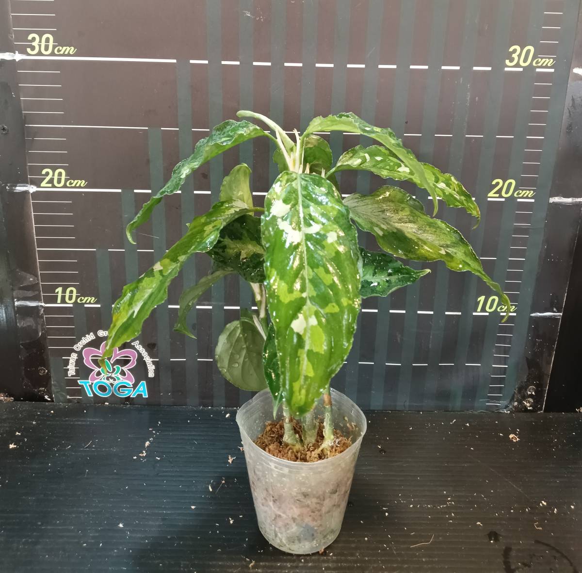 アグラオネマ　ピクタム　トリカラー　Aglaonema pictum tricolor_参考別株