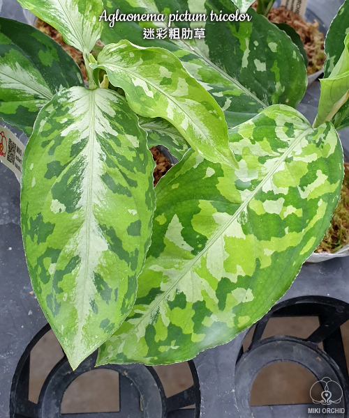 アグラオネマ　ピクタム　トリカラー　Aglaonema pictum tricolor_購入先台湾業者のカタログ画像