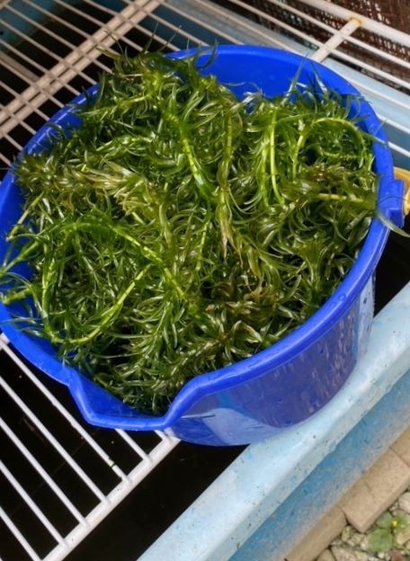 ★バケツ２杯分★水草アナカリス (オオカナダモ)★送料込★メダカ・金魚の産卵に★_画像3