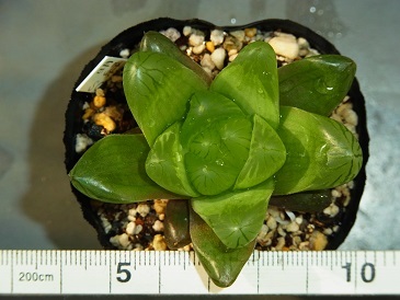 ハオルチア　オブツーサ　多肉植物　　明緑薄窓SO-2　　一枚目は親株です_画像5