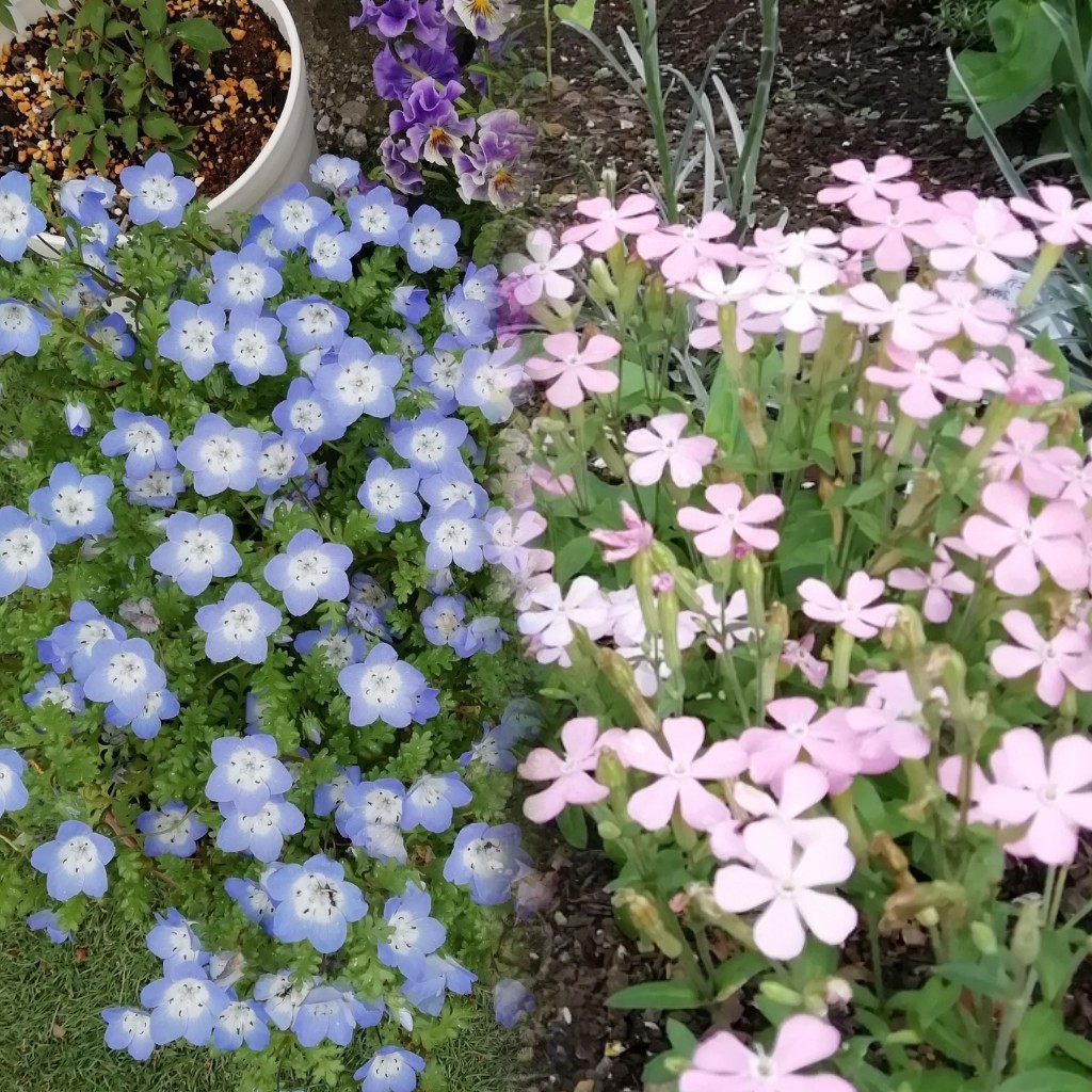 ネモフィラの種　種子　10粒　秋蒔き　花の種　同梱可能　青い花　ブルーガーデン　青花　蒼い　ナチュラルガーデン_画像4