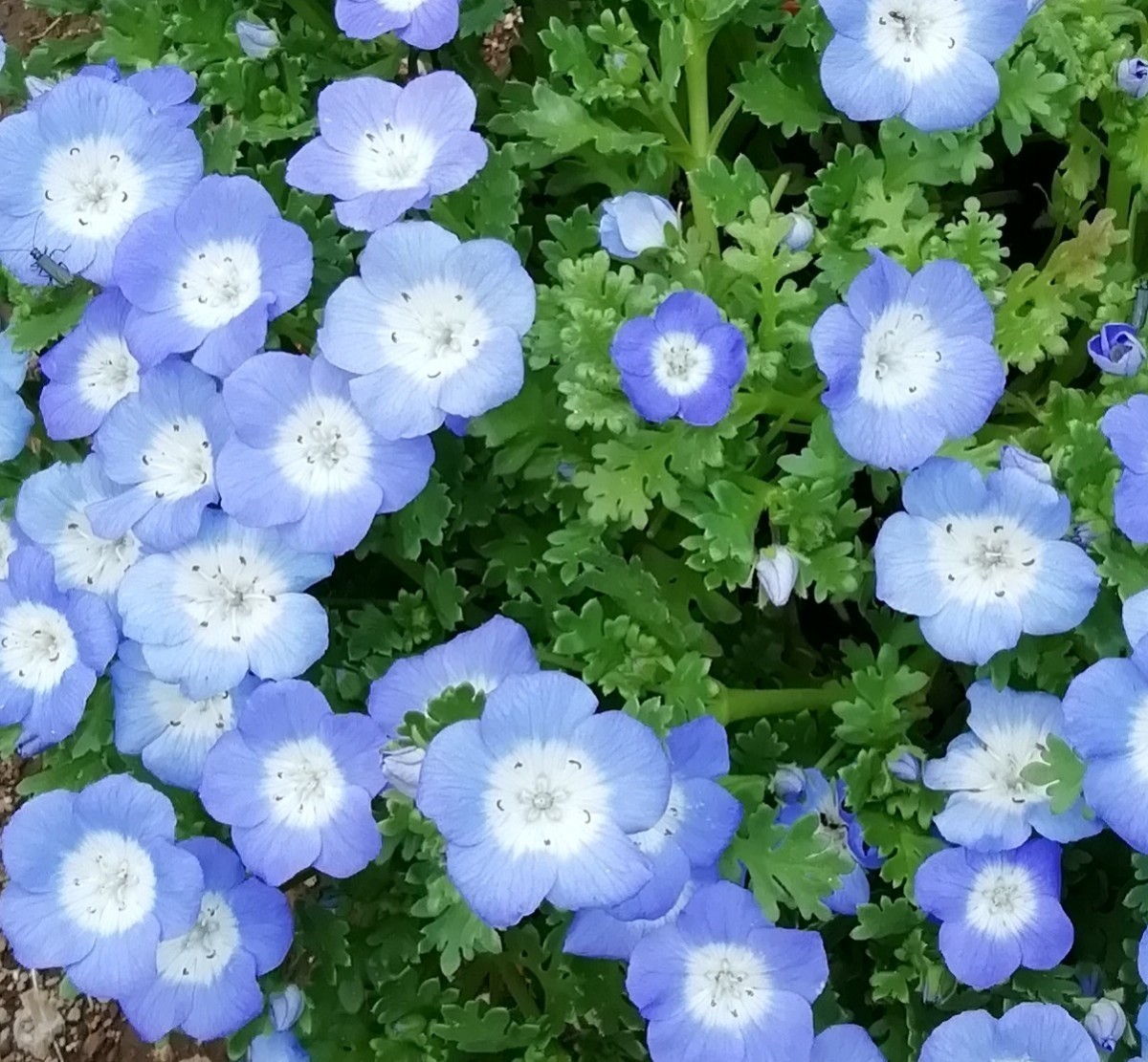 ネモフィラの種　種子　10粒　秋蒔き　花の種　同梱可能　青い花　ブルーガーデン　青花　蒼い　ナチュラルガーデン_画像1