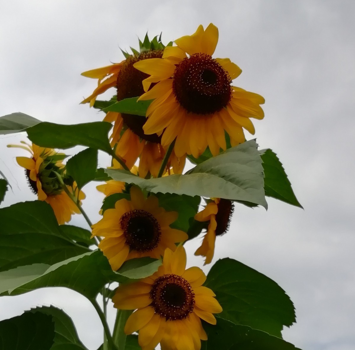 ひまわり　30粒　向日葵　種子　種まき　夏の花　緑肥 同梱可能　花の種　黄色のお花_画像3