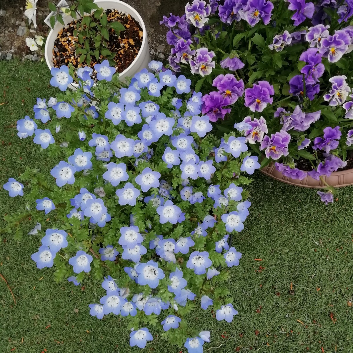 ネモフィラの種　種子　10粒　秋蒔き　花の種　同梱可能　青い花　ブルーガーデン　青花　蒼い　ナチュラルガーデン_画像3
