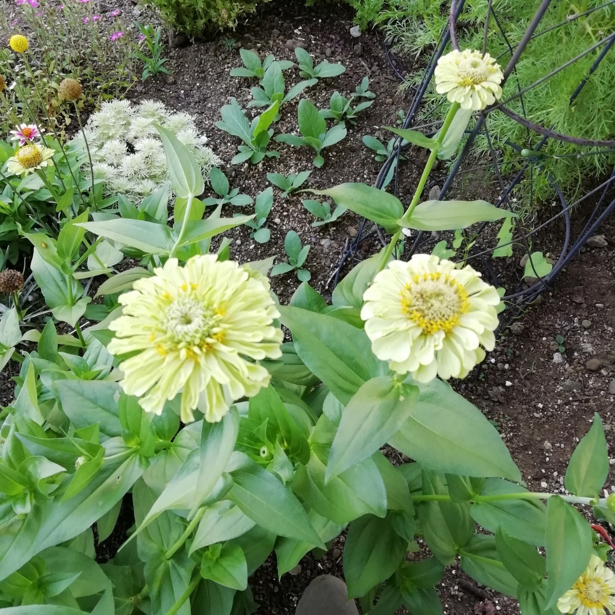 クイーンライム　15粒　ジニア　百日草　同梱可能　花の種　種子　グリーンの花　涼しげ　ボリュームのある　切り花向き　春夏撒き_画像6