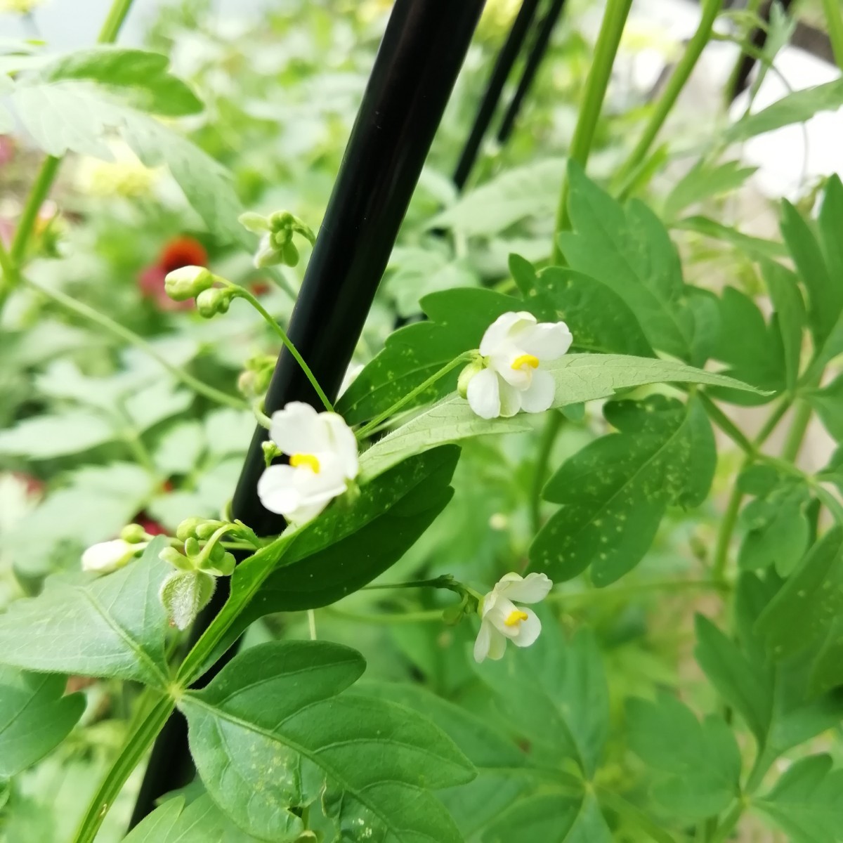 風船かずら　花の種　10個　種子　同梱可能　かわいらしい蕾　フウセンカズラ　ふわふわの種　グリーンカーテン　春蒔き_画像7