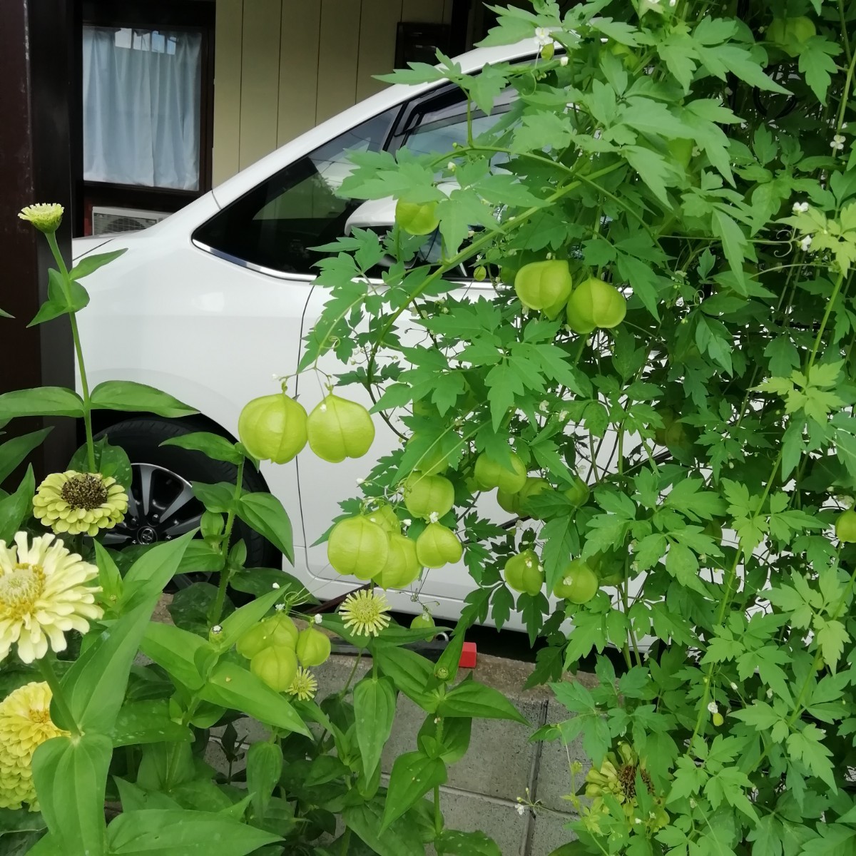 風船かずら　花の種　10個　種子　同梱可能　かわいらしい蕾　フウセンカズラ　ふわふわの種　グリーンカーテン　春蒔き_画像5