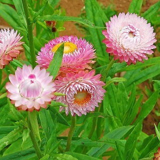 帝王貝細工　10粒　ピンクのみ　花の種　種子　同梱可能　ヘリクリサム　カサカサのお花　ドライフラワー　切り花向き_画像1