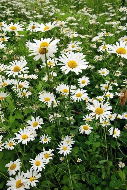 フランス菊の種　種子　30粒　花の種　同梱可能　オックスアイデイジー 多年草　秋春蒔き　白と黄色のお花　切り花　オックスアイデージー_画像6