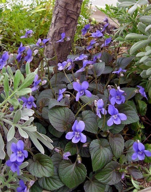 ラブラドリカの種　種子　10粒　耐寒性常緑多年草　花の種　同梱可能　宿根ビオラ　スミレ色　パープル紫　青紫_画像5