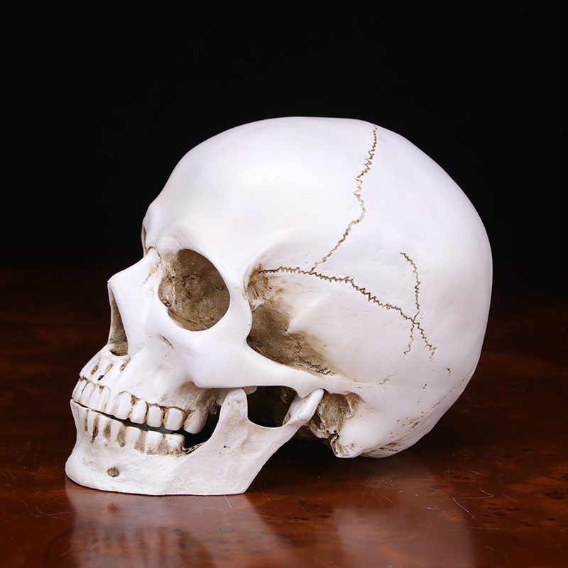 新入荷　医療モデル 1:1 人間 頭部モデル 頭蓋骨 解剖学 レプリカ 樹脂 インテリア 装飾 アンティーク 雑貨 ハロウィン スカル 髑髏 骸骨_画像3