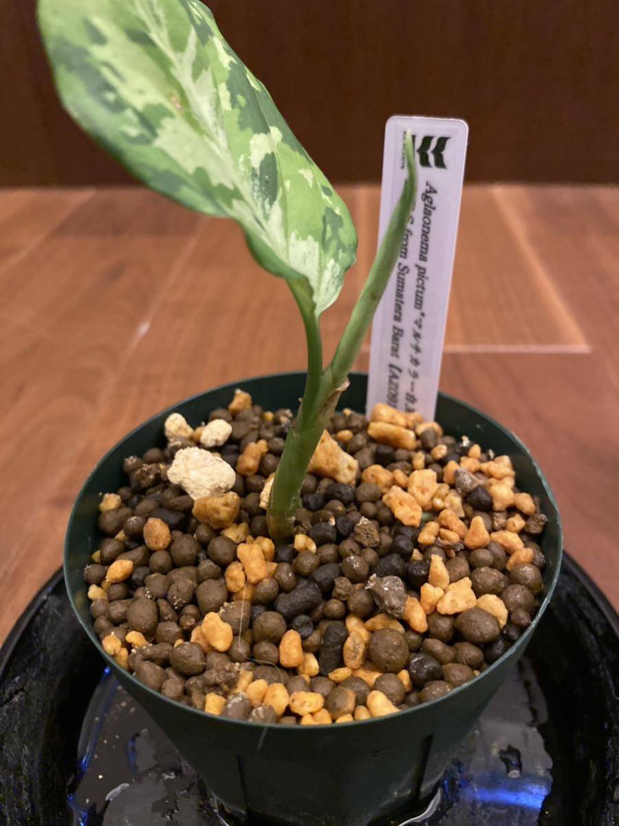 【AZ便】ダメージ有 Aglaonema pictumマルチカラー白玉 D.F.S from Sumatera Barat【AZ0912-1】アグラオネマ（用土、鉢、管理タグ付）_画像5