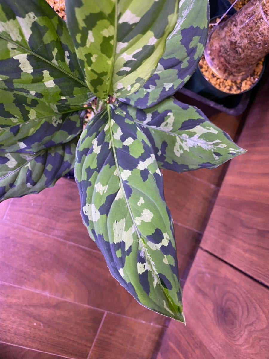 【AZ便】ダメージ有 Aglaonema pictumマルチカラー白玉 D.F.S from Sumatera Barat【AZ0912-1】アグラオネマ（用土、鉢、管理タグ付）_画像2