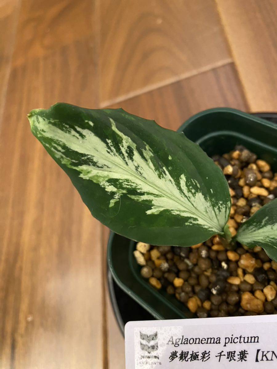 【KN便】Aglaonema pictum 夢観極彩 千眼葉　アグラオネマ（用土、鉢、管理タグ付）_画像6