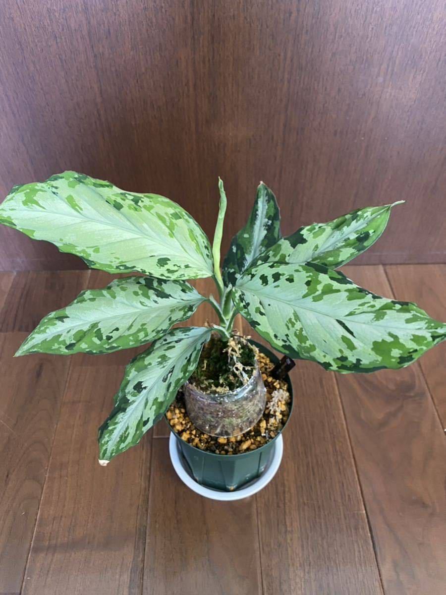 【KN便】Aglaonema pictum 夢観極彩 千眼葉　アグラオネマ（用土、鉢、管理タグ付）_画像1