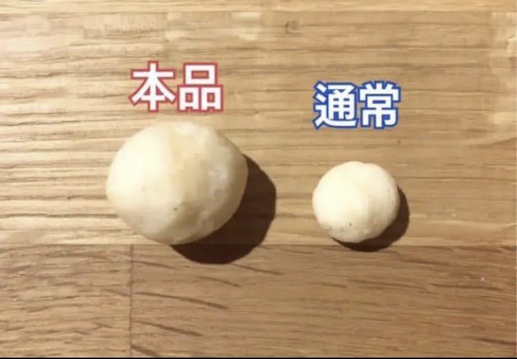 【大粒】マカダミアナッツ　1.2kg 素焼き　無塩　無添加　ナッツ　非常食_画像3