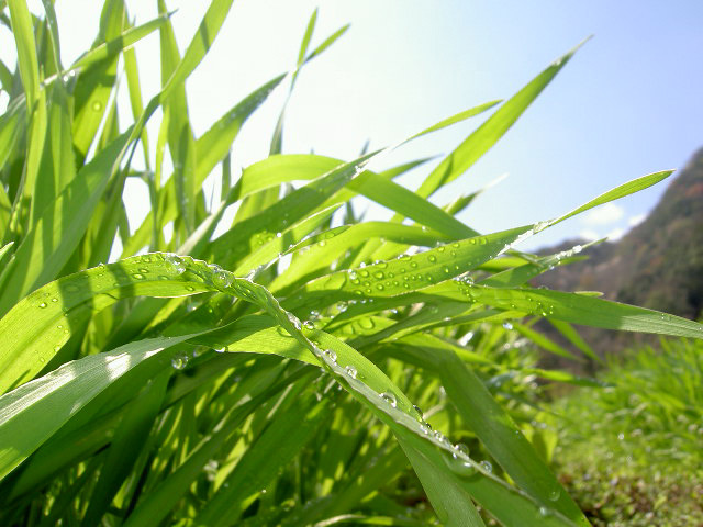 有機 桑抹茶(100g)★島根県産★無農薬オーガニック★無添加★ノンカフェインの抹茶として海外のでも大人気♪血糖値が気になる方におすすめ