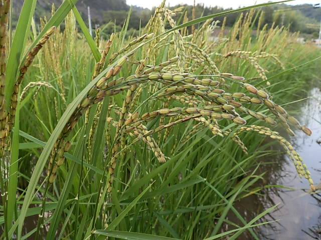  nature cultivation wheat ...(200g)X2 sack * Kumamoto prefecture production * less fertilizer * less pesticide * own . taking * red rice, green rice,.. mochi mugi, green legume . superbly Blend did nutrition abundance . cereals!