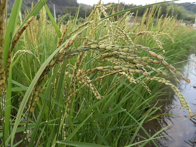  nature cultivation wheat ...(200g)X2 sack * less fertilizer * less pesticide * own . taking. cereals * nutrition abundance . cereals .... white rice is white . till meal . want person . recommendation (*^^*)