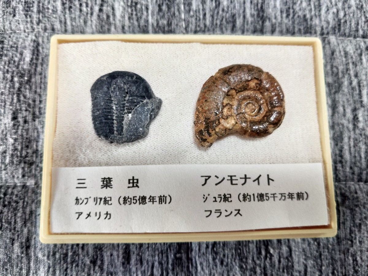 アンモナイト 三葉虫 化石の画像1