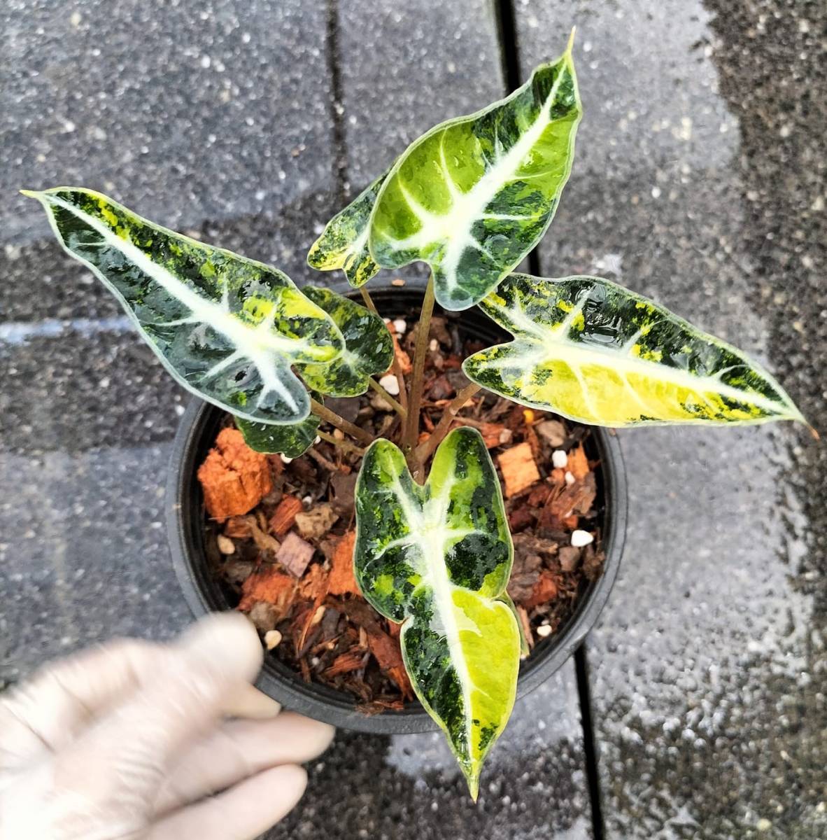 日本初上陸かな！鬼レア！Alocasia Bambino Aurea var ♯1 アロカシアバンビーノ アウレア_画像1