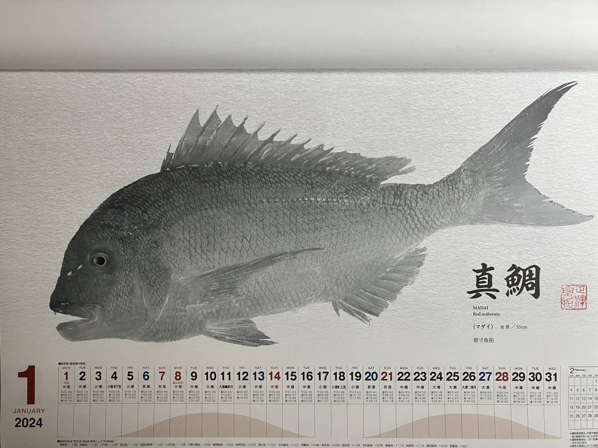 激安★シマノ 　2024年・魚拓カレンダー　店名あり　新品　_画像2
