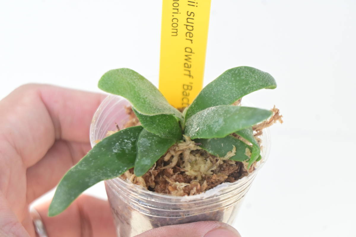 タイムセール P willinckii super dwarf 'Bacteria'① @bikamori タイムセール P willinckii super dwarf 'Bacteria'① @bikamori