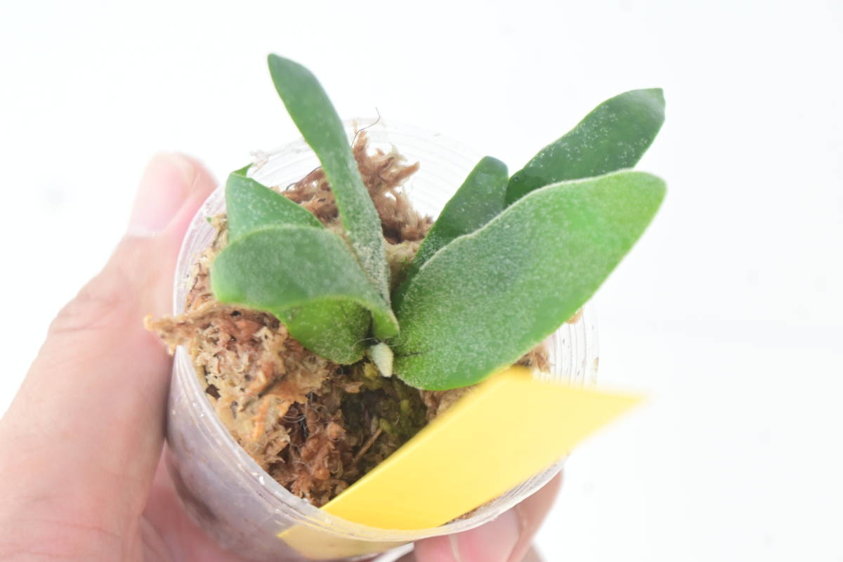 タイムセール P willinckii super dwarf 'Bacteria'① @bikamori タイムセール P willinckii super dwarf 'Bacteria'① @bikamori