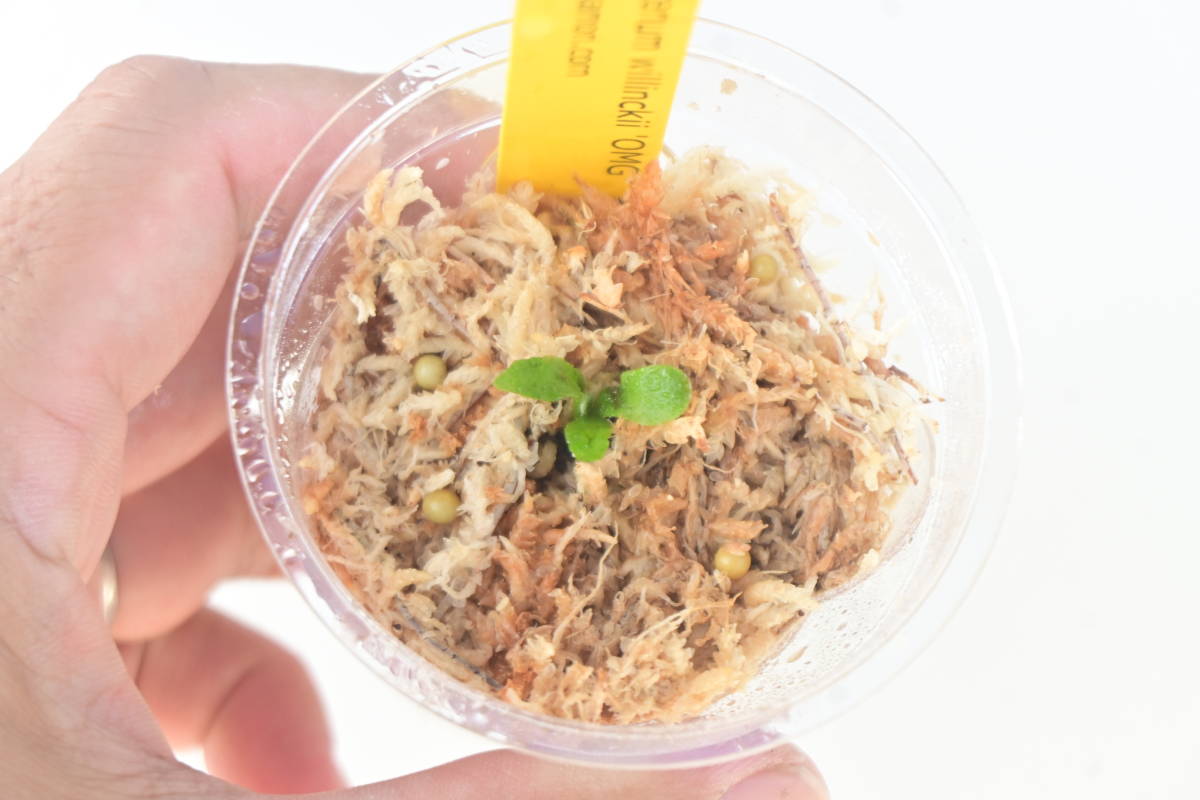 Platycerium willinckii 'OMG' @bikamori com ウィリンキー オー Platycerium willinckii 'OMG' @bikamori com ウィリンキー オー