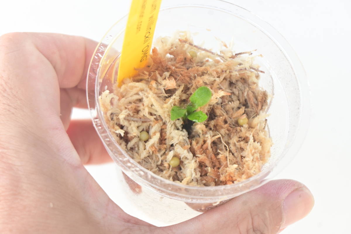 Platycerium willinckii 'OMG' @bikamori com ウィリンキー オー Platycerium willinckii 'OMG' @bikamori com ウィリンキー オー