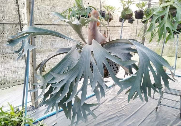 P griffin(P veitchii x P diversifolium)① @bikamori com P griffin(P veitchii x P diversifolium)① @bikamori com