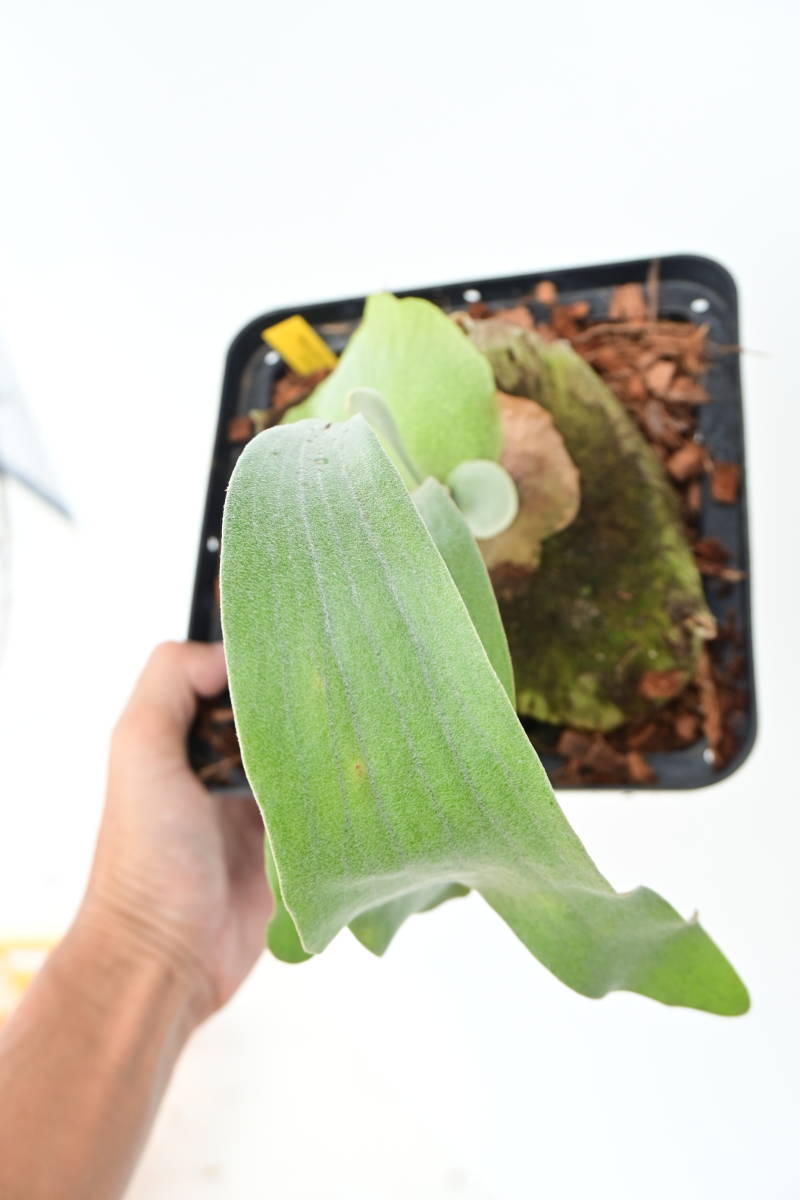 P griffin(P veitchii x P diversifolium)① @bikamori com P griffin(P veitchii x P diversifolium)① @bikamori com