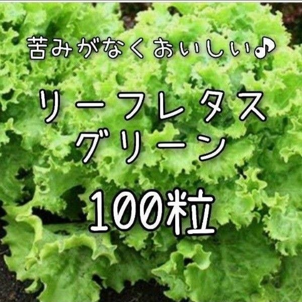 【リーフレタスグリーンのタネ】100粒 種子 種 野菜