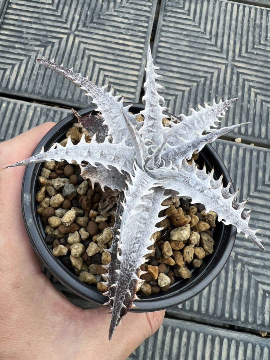 Dyckia 'Silver Dragon' Otto bromeliad hybrid 子株活着苗　　ディッキア　ブロメリア_画像4