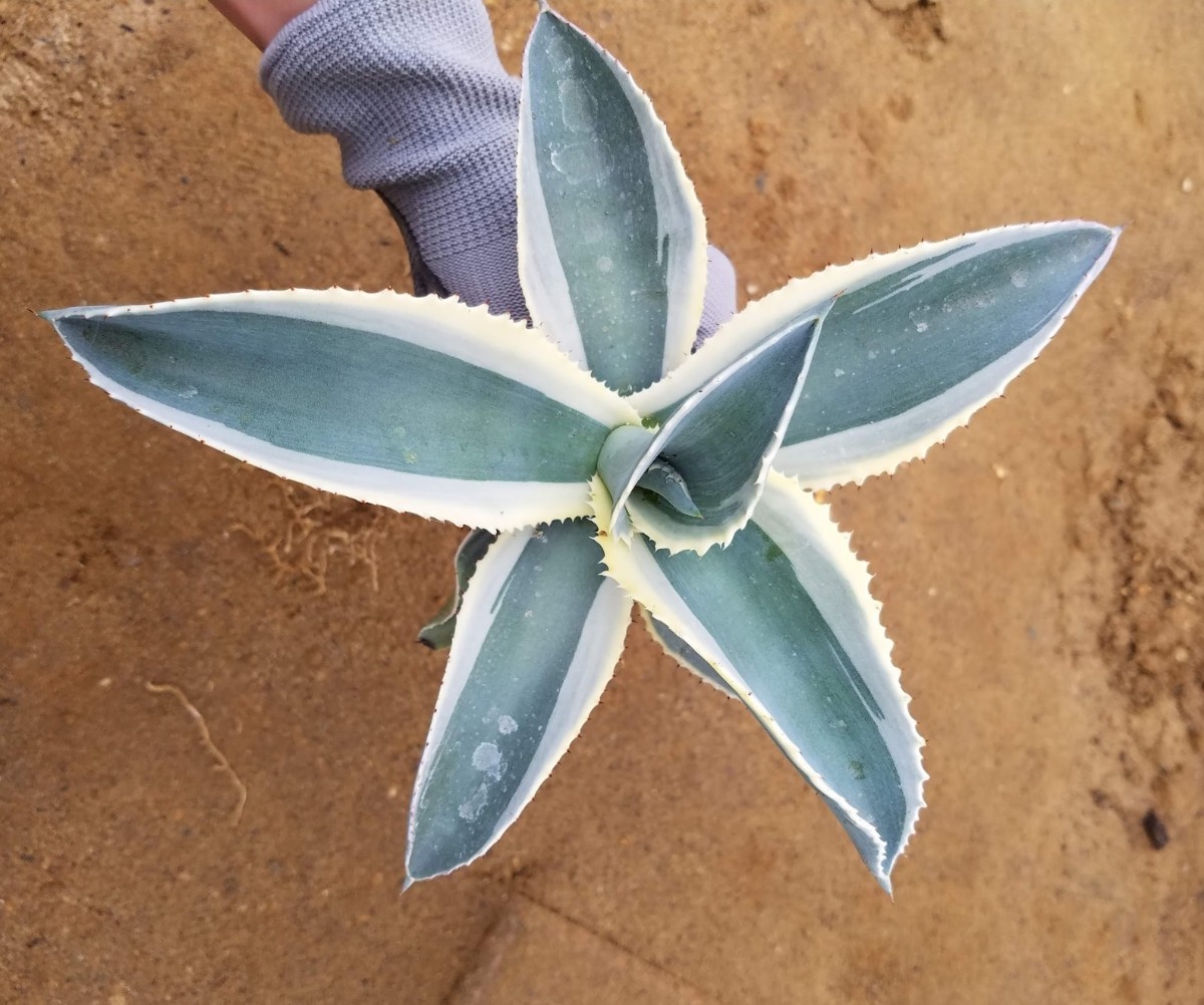 特選 アガベ ジプソフィラ錦 アイボリーカール Agave gypsophila variegata 斑入り 検索 チタノタ 華厳 パリー_画像5