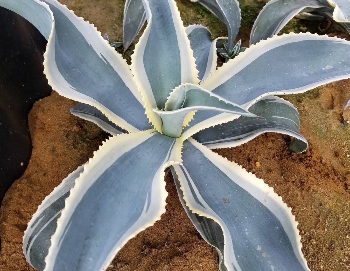 大株 特選 アガベ ジプソフィラ錦 アイボリーカール Agave gypsophila variegata 斑入り 検索 チタノタ 華厳 パリー_画像3