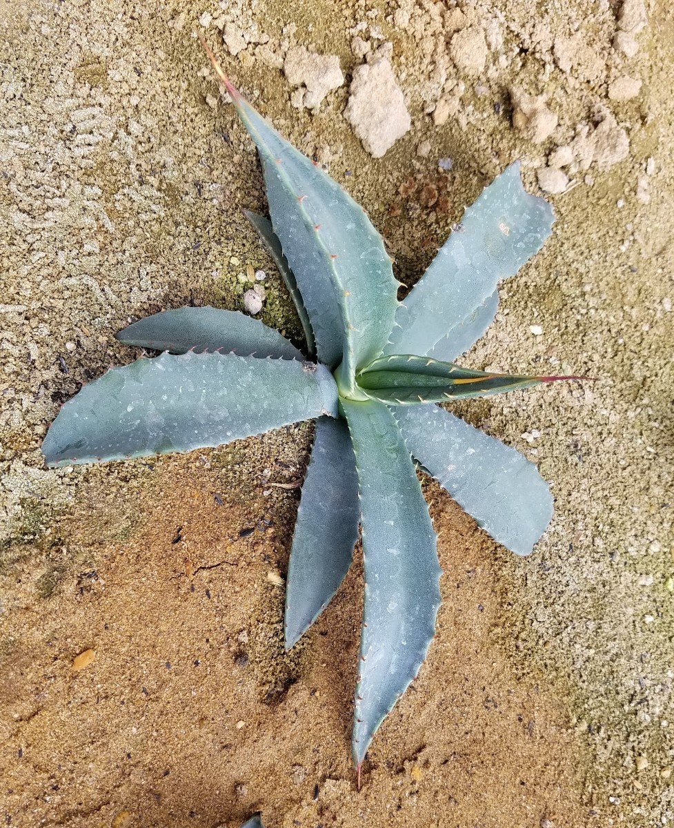 アガベ パリー コウエシー Agave parryi var couesii 苗 検索 チタノタ アメリカーナ トランカータ_画像5