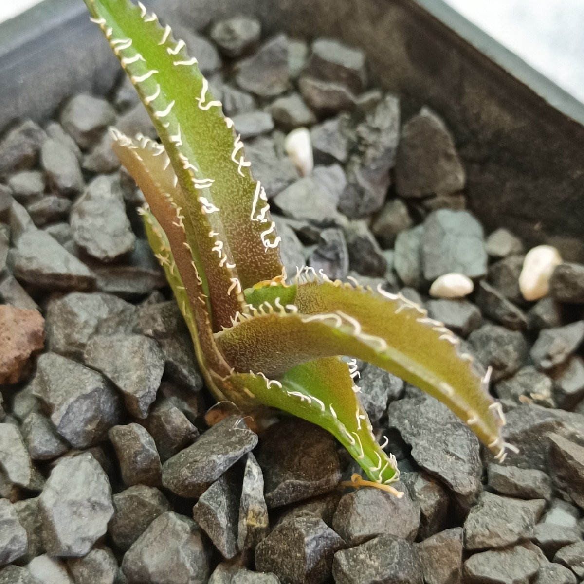 【飛竜園】R-077 多肉植物 アガベ チタノタ 金剛 子株 発根済_画像8