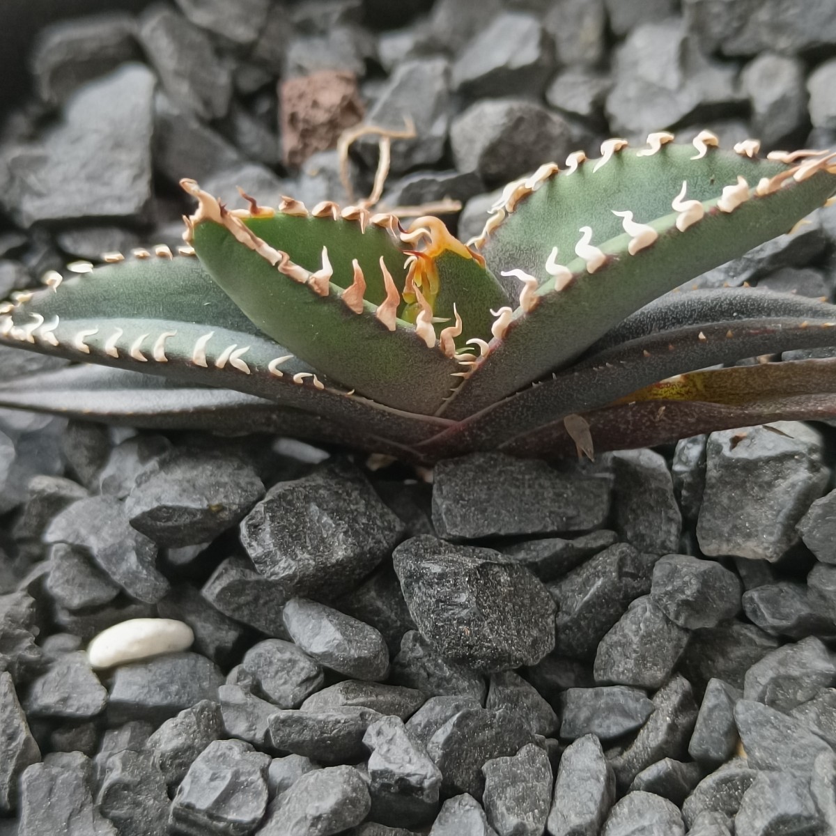 【飛竜園】R-110 特選 多肉植物 アガベ チタノタ 狼人 超強白棘 極上子株 発根済_画像1