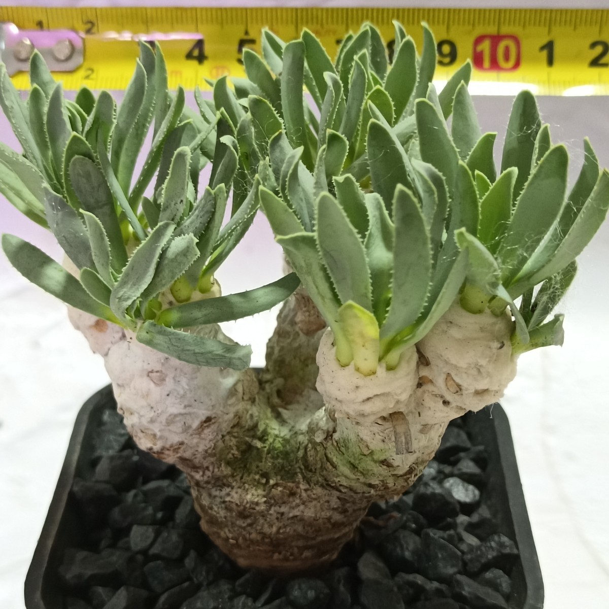 【飛竜園】F-094 塊根植物 冬型品種 Othonna retrorsa /オトンナ レトロルサ 実生4年株 極太株 極美株_画像7