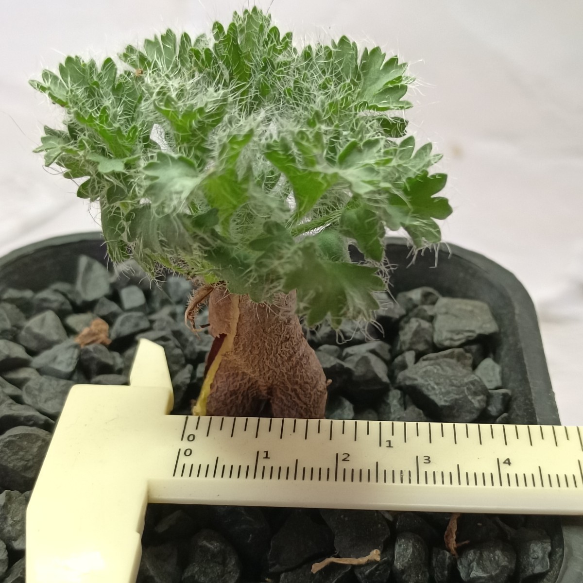 【飛竜園】F-140 冬型品種 希少 ペラルゴニウム カロリ ヘンリキ pelargonium carolihenrici 特選 実生 極太美株_画像7