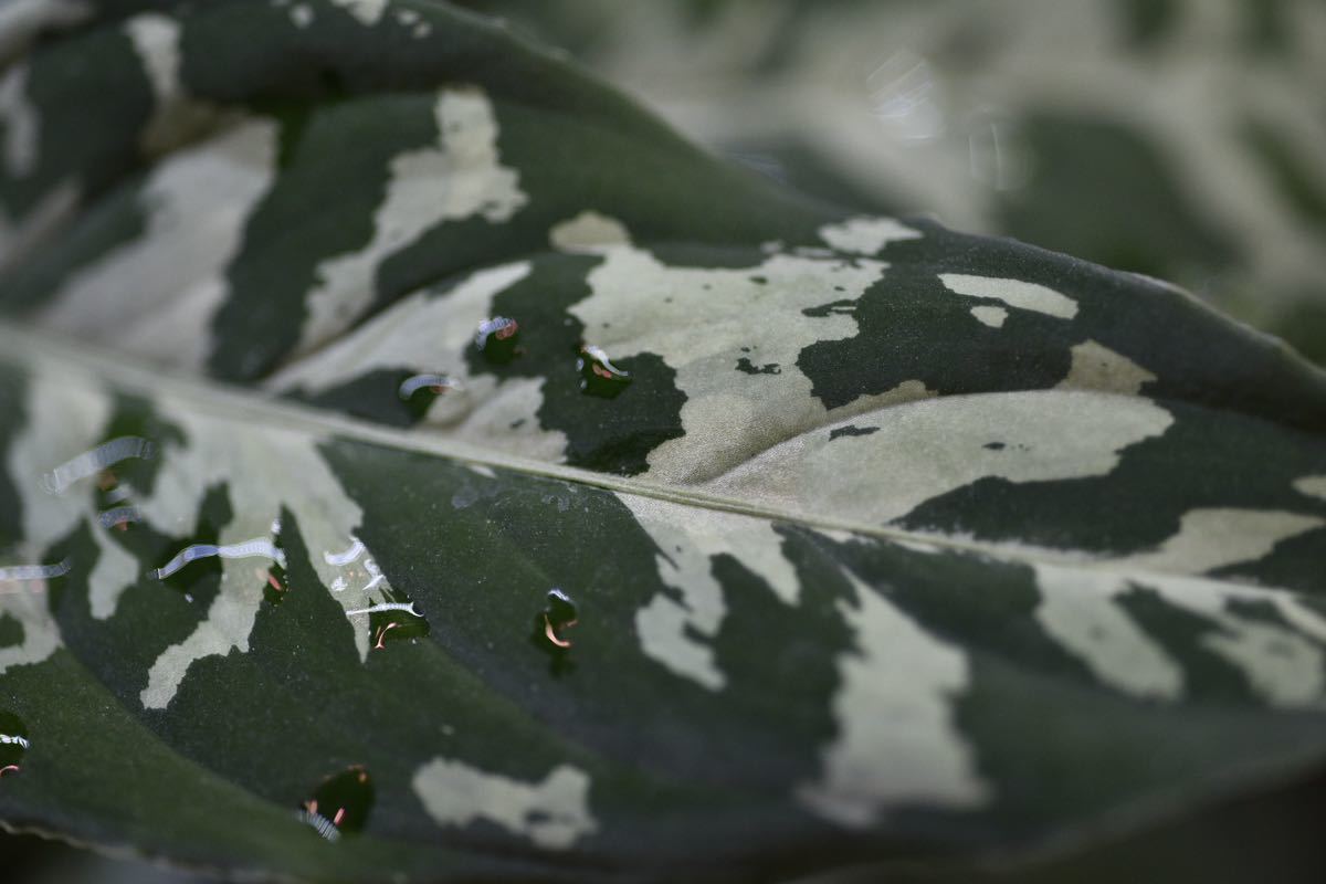 13. Aglaonema pictum Sumatra Selatan T-3910-SD アグラオネマ　ワイルド採集株_画像7