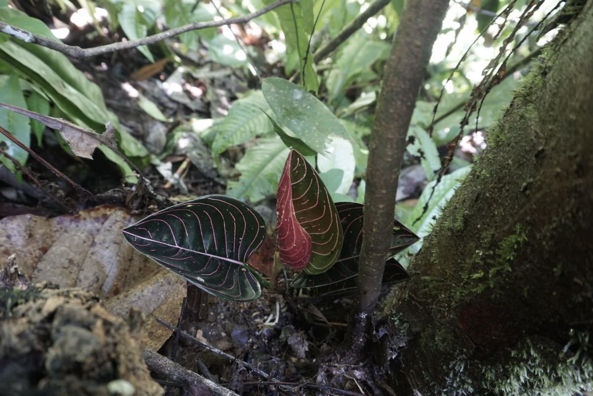 10. Aglaonema rotundum Aceh Tenggara T-061023-1 アグラオネマ　ワイルド採集株_画像1