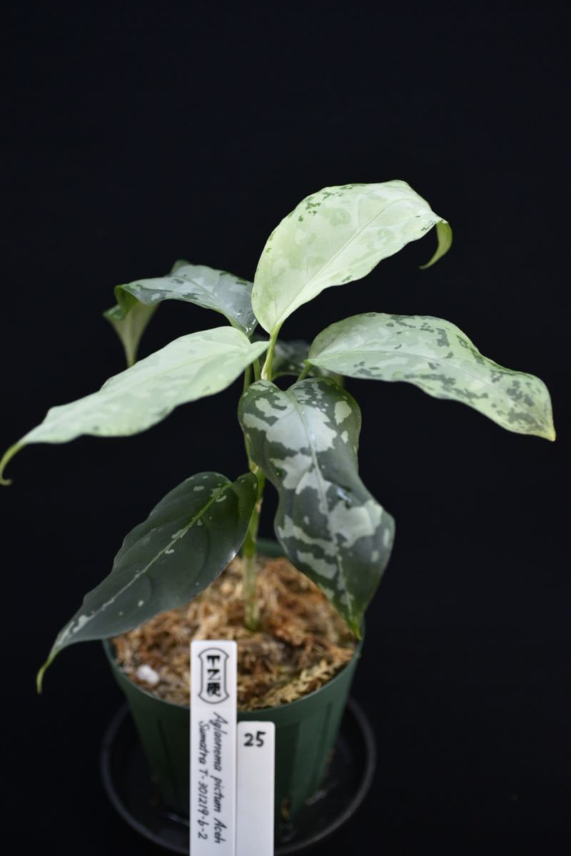 25. Aglaonema pictum Aceh Sumatra T-301219-b-2 アグラオネマ　ベタ白系　増殖_画像1