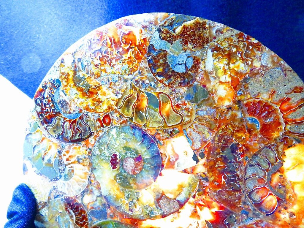 数万個の中の一個★天然マダガスカル産 ★ 縫合線オパールアンモナイト 化石標本超巨大850ｇ★260ｍｍ★tｋ250_画像2