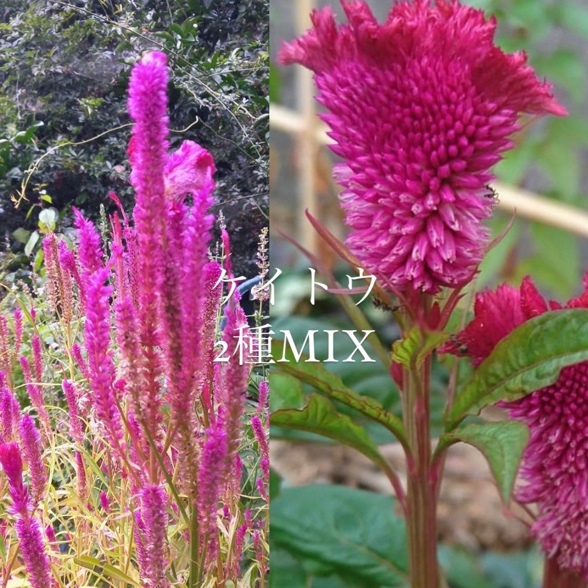 今年摂取　ケイトウ 2種 花の種 MIX 200粒