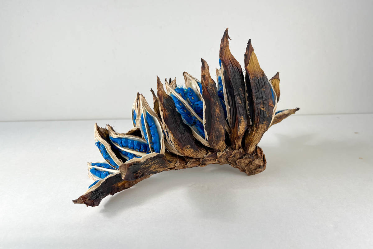 タビビトノキ 青い種 バラ 15 旅人の木 オオギバショウの画像5