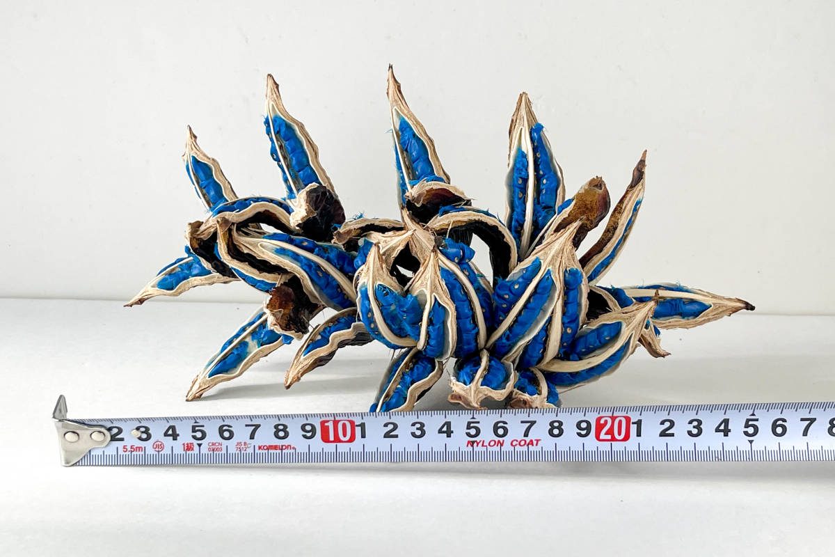 タビビトノキ 青い種 バラ 15 旅人の木 オオギバショウの画像8