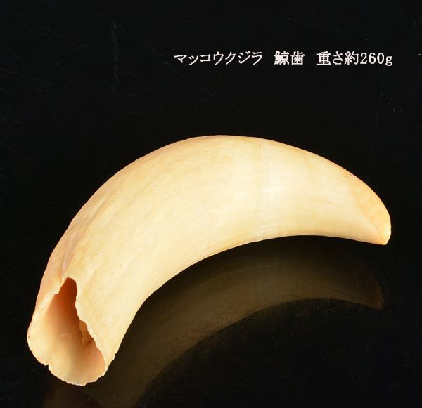 マッコウクジラ 鯨歯 重さ約260g UPRE-